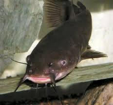 Image result for Ameiurus melas