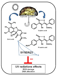 Attēlu rezultāti vaicājumam “Vulpicida pinastri”