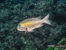 Image result for Monotaxis grandoculis