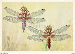 Attēlu rezultāti vaicājumam “Libellula depressa”