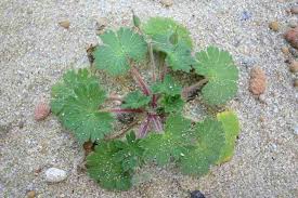 Attēlu rezultāti vaicājumam “Geranium molle leaf”