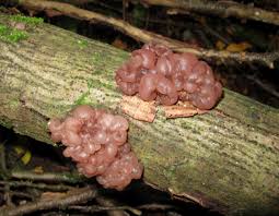 Attēlu rezultāti vaicājumam “Ascotremella faginea”