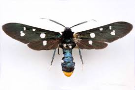 Attēlu rezultāti vaicājumam “Arctiidae”