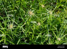 Attēlu rezultāti vaicājumam “Carlina biebersteinii leaf”
