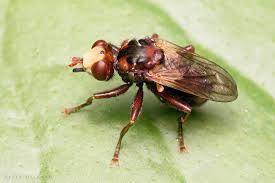 Attēlu rezultāti vaicājumam “Sicus ferrugineus”