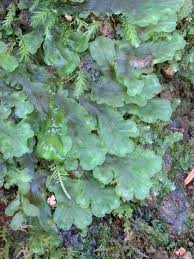 Attēlu rezultāti vaicājumam “Pellia neesiana”