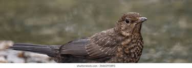 Attēlu rezultāti vaicājumam “Turdus merula juvenile”