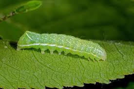 Attēlu rezultāti vaicājumam “Amphipyra pyramidea”