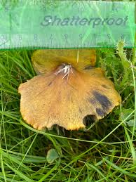 Attēlu rezultāti vaicājumam “Hygrocybe pseudoconica”