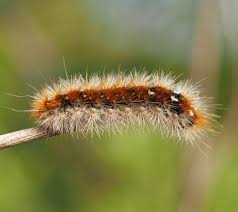 Attēlu rezultāti vaicājumam “Rhyparia purpurata”