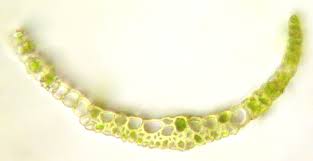 Attēlu rezultāti vaicājumam “Dicranella cerviculata”