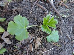 Attēlu rezultāti vaicājumam “Heracleum sosnowskyi leaf”