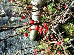 Attēlu rezultāti vaicājumam “Berberis thunbergii fruit”