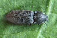 Attēlu rezultāti vaicājumam “Prosternon tessellatum”