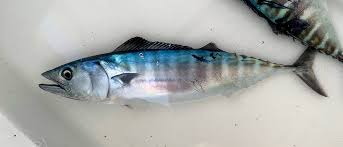 Image result for Sarda sarda