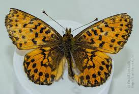 Attēlu rezultāti vaicājumam “Boloria titania underside”