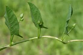 Attēlu rezultāti vaicājumam “Convolvulus arvensis”