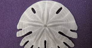 Attēlu rezultāti vaicājumam “Retinia resinella exuvia”