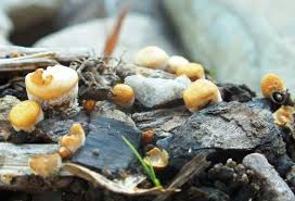 Attēlu rezultāti vaicājumam “Crucibulum laeve”