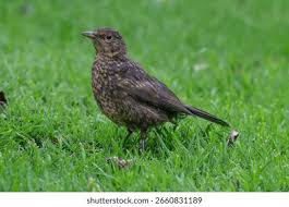 Attēlu rezultāti vaicājumam “Turdus merula juvenile”