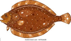 Image result for Platichthys flesus