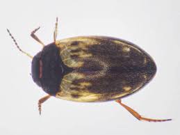 Attēlu rezultāti vaicājumam “Dytiscidae”