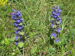 Attēlu rezultāti vaicājumam “Ajuga genevensis flower”