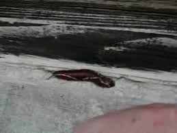 Attēlu rezultāti vaicājumam “Cerura vinula imago”