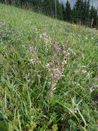 Attēlu rezultāti vaicājumam “Silene chlorantha”