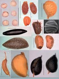 Attēlu rezultāti vaicājumam “Subularia aquatica leaf”