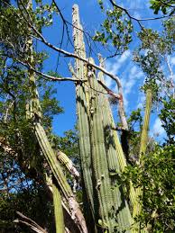 Attēlu rezultāti vaicājumam “Prociphilus xylostei”