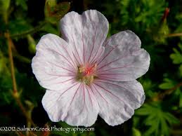 Attēlu rezultāti vaicājumam “Geranium sanguineum”