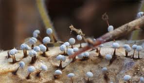 Attēlu rezultāti vaicājumam “Didymium spongiosum spores”