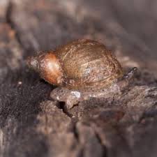 Attēlu rezultāti vaicājumam “Succinea”