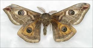 Attēlu rezultāti vaicājumam “Epirranthis diversata imago”