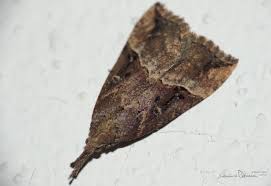 Attēlu rezultāti vaicājumam “Hypena rostralis”