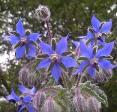 Attēlu rezultāti vaicājumam “Borago officinalis leaf”
