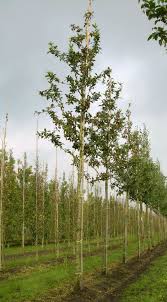 Attēlu rezultāti vaicājumam “Mespilus germanica”
