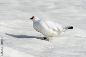 Image result for Lagopus muta