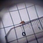 Attēlu rezultāti vaicājumam “Carex dioica fruit”