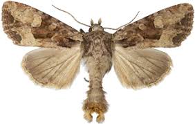 Attēlu rezultāti vaicājumam “Apamea remissa”