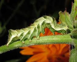 Attēlu rezultāti vaicājumam “Melanchra persicariae”