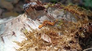 Attēlu rezultāti vaicājumam “Oligonema persimile macro”