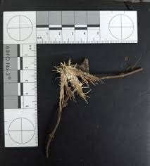 Attēlu rezultāti vaicājumam “Akanthomyces aculeatus”