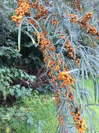 Attēlu rezultāti vaicājumam “Hippophae rhamnoides”