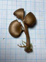 Attēlu rezultāti vaicājumam “Jungermannia sphaerocarpa sporophyte”