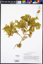 Attēlu rezultāti vaicājumam “Diphasiastrum tristachyum”