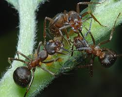 Attēlu rezultāti vaicājumam “Aphis farinosa”