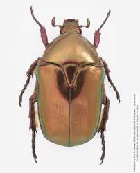 Attēlu rezultāti vaicājumam “Potosia cuprea imago”