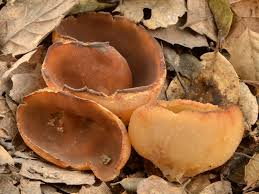 Attēlu rezultāti vaicājumam “Peziza repanda”